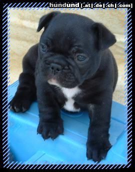 Französische Bulldogge b-litter