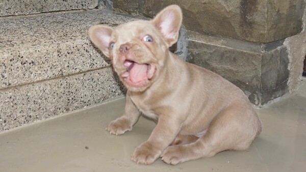 Französische Bulldogge Französische Bulldogge Isabella 