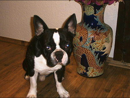 Französische Bulldogge yin-yang filou