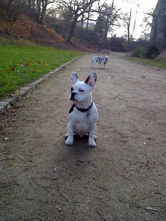 Französische Bulldogge