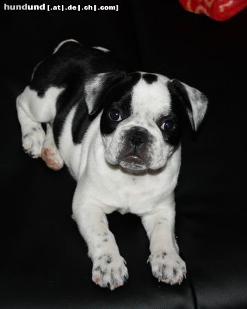 Französische Bulldogge Mathilda mit 9 wochen