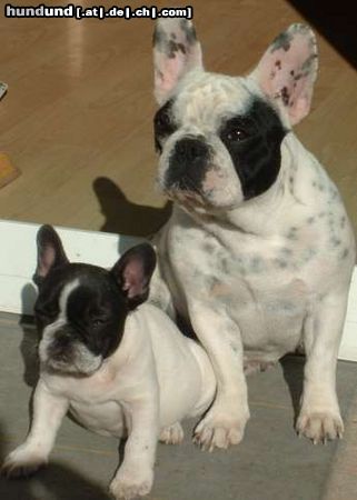 Französische Bulldogge medusa+tiny