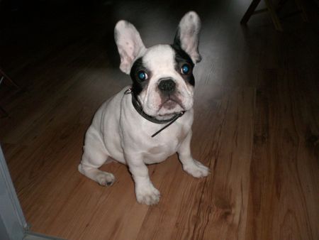 Französische Bulldogge Merlin