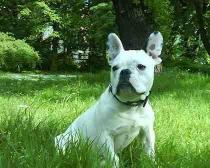 Französische Bulldogge