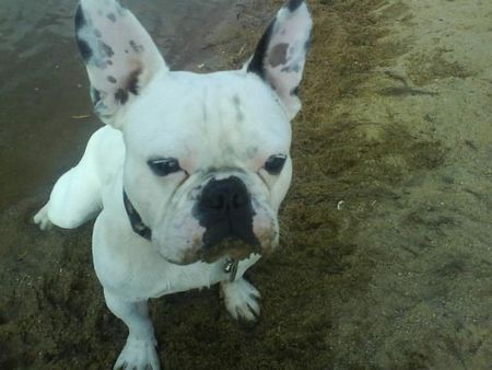 Französische Bulldogge