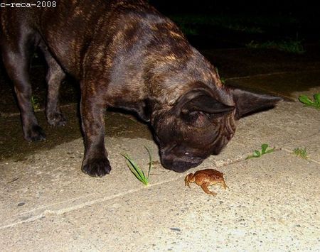 Französische Bulldogge Olga und ihre Begegnung der 3. Art