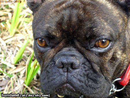 Französische Bulldogge Kopfstudie