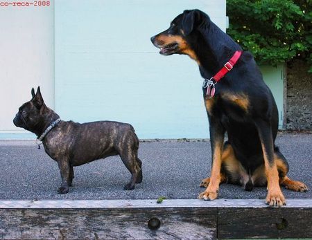 Französische Bulldogge Olga wartet mit ihrem Partner auf ihre Freunde