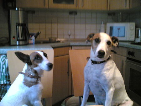 Foxterrier Glatthaar Paula und Sammy