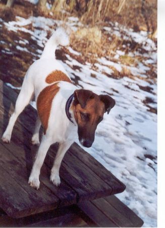 Foxterrier Glatthaar auf der Suche nach dem Frühling