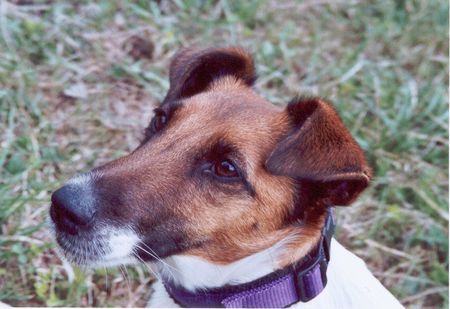 Foxterrier Glatthaar Schau mir in die Augen Frauchen