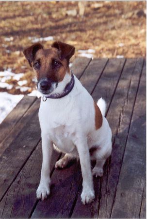 Foxterrier Glatthaar auf der Suche nach dem Frühling