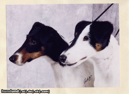 Foxterrier Glatthaar Amber & Dandy