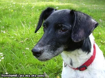 Foxterrier Glatthaar Bixi 13 Jahre alt