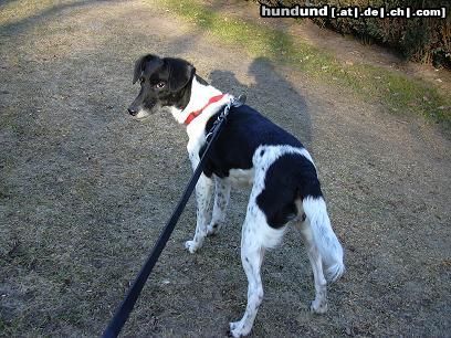 Foxterrier Glatthaar Bixi Foxterrier-Mix