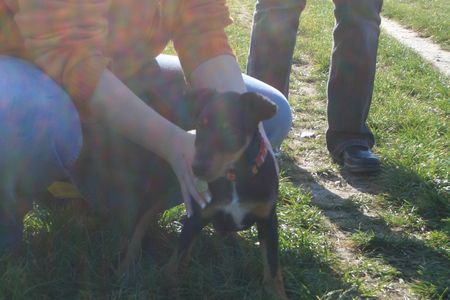 Foxterrier Glatthaar da war sie noch a baby