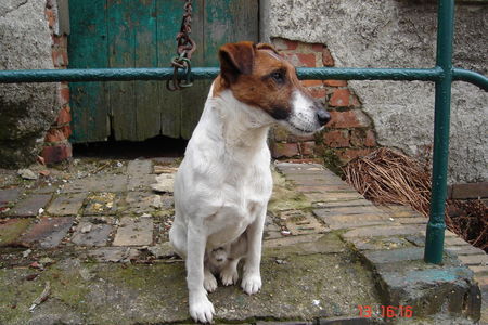 Foxterrier Glatthaar