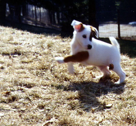 Foxterrier Glatthaar Humphrey - immer lustig