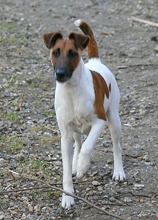 Foxterrier Glatthaar Smooth Foxtterier - Glatthaar-Foxterrier