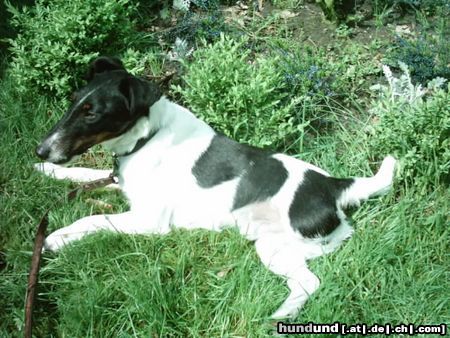 Foxterrier Glatthaar das ist mein süßer, er heißt carlos ist 2 1/2 Jahre, hab ihn vors einschläfern gerettet