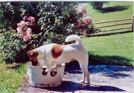 Foxterrier Glatthaar Sommerfrische auf der Alm