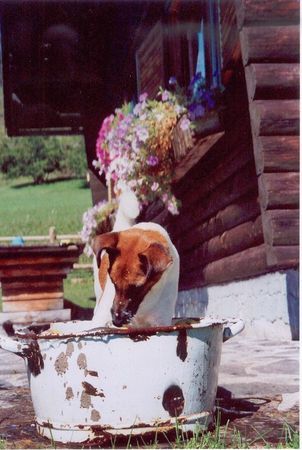 Foxterrier Glatthaar Sommerfrische auf der Alm