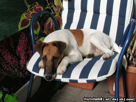 Foxterrier Glatthaar meine kleine schnecke