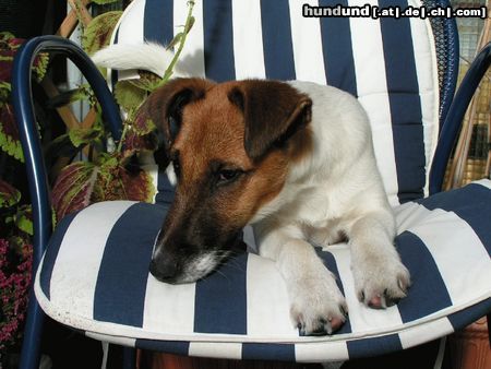 Foxterrier Glatthaar meine kleine schnecke