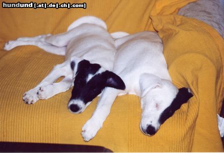 Foxterrier Glatthaar Irvin & Ivory