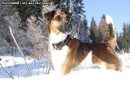 Foxterrier Glatthaar Tino im Winter in Kärnten