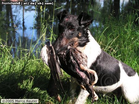 Foxterrier Glatthaar Jagdliche Leistungszucht von Glatthaar-Foxterrier