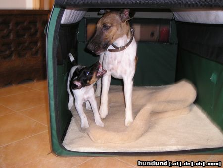 Foxterrier Glatthaar Banya: Klein, aber kratzbürstig! Armer Oscar...