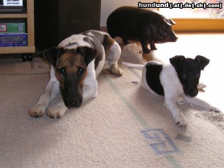 Foxterrier Glatthaar Oscar und Banya in trauter Zweisamkeit!