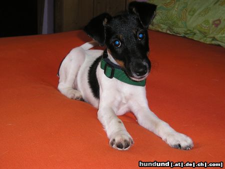 Foxterrier Glatthaar Na, durfte ich etwa nicht auf das Bett?!