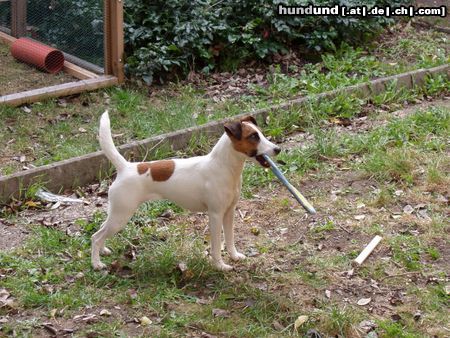 Foxterrier Glatthaar