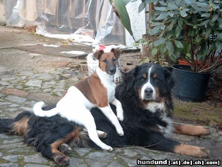 Foxterrier Glatthaar Rocky & Hanna