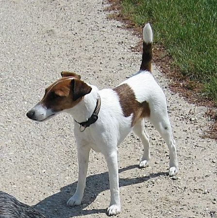 Foxterrier Glatthaar Sammy in voller Aufmerksamkeit Aug.2005