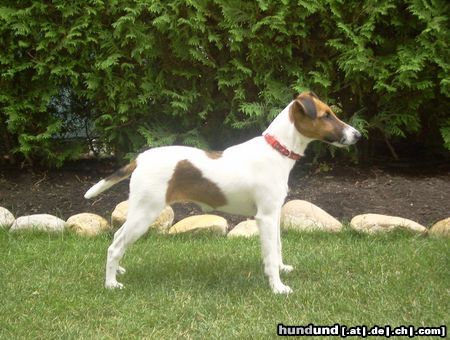 Foxterrier Glatthaar