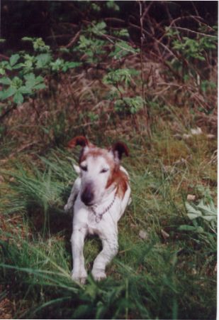 Foxterrier Glatthaar Tina , hier ca. 14 Jahre