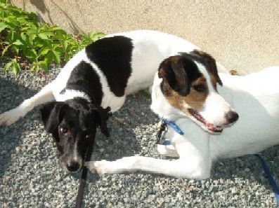 Foxterrier Glatthaar Lizzy & Trixi beim Sonnenbad