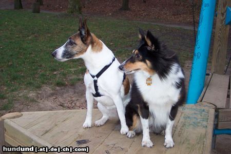 Foxterrier Glatthaar Betty vom Insulaner