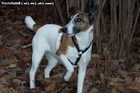 Foxterrier Glatthaar Betty vom Insulaner