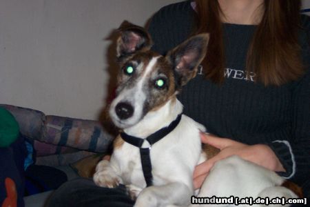 Foxterrier Glatthaar Betty vom Insulaner