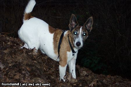 Foxterrier Glatthaar Betty vom Insulaner