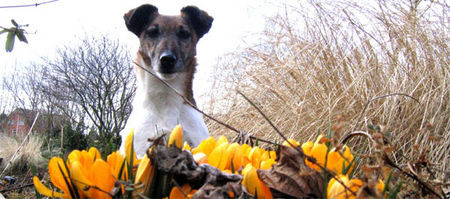 Foxterrier Glatthaar zwischen den blumen bin ich sehr gerne !