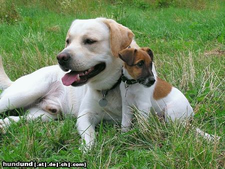 Foxterrier Glatthaar indira und ihr bester freund, gordo