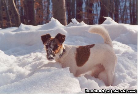 Foxterrier Glatthaar meine kleine Schnecke im Schnee