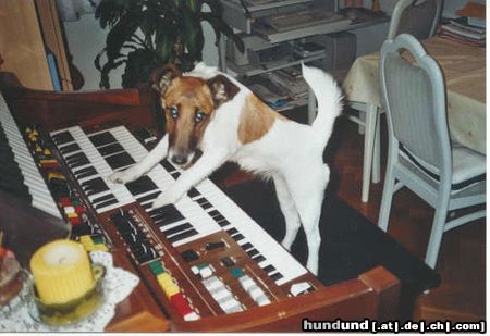 Foxterrier Glatthaar früh übt sich was ein meister werden will....