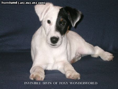 Foxterrier Glatthaar Invinvible Irvin von Zucht Foxy Wondeworld