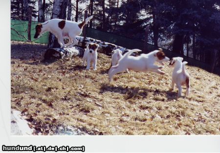 Foxterrier Glatthaar Welpen of Foxy Wonderworld - Lebenslust pur...